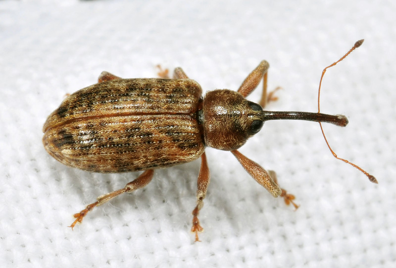 Curculionidae:   Dorytomus filirostris  e Dorytomus longimanus, femmina